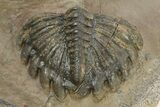 Amazing, Tower Eyed Erbenochile Trilobite - Morocco #232764-2
